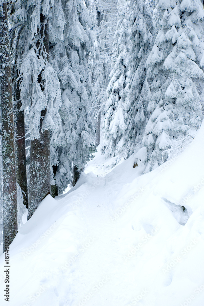 Verschneiter Wanderweg im Schwarzwald Verschneiter Wanderweg im Schwarzwald