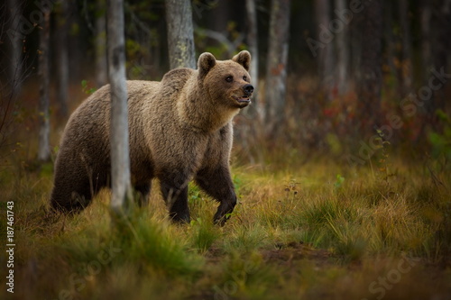 Ursus arctos. The brown bear is the largest predator in Europe. He lives in Europe, Asia and North America. Wildlife of Finland. Photographed in Finland-Karelia. Beautiful picture. From the life of th