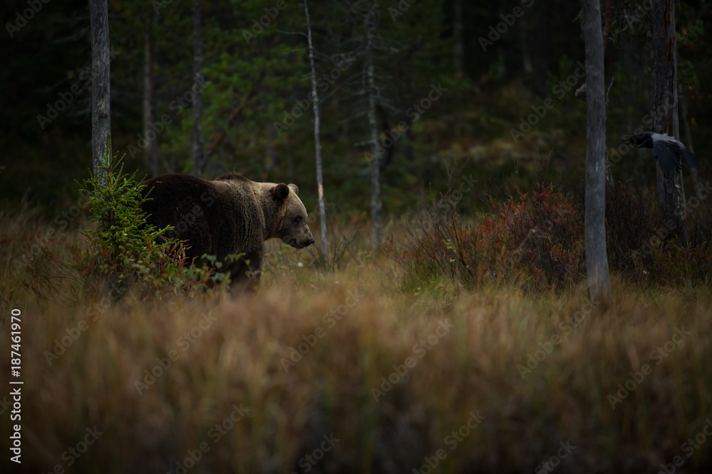 Ursus arctos. The brown bear is the largest predator in Europe. He lives in Europe, Asia and North America. Wildlife of Finland. Photographed in Finland-Karelia. Beautiful picture. From the life of th Ursus arctos. The brown bear is the largest predator in Europe. He lives in Europe, Asia and North America. Wildlife of Finland. Photographed in Finland-Karelia. Beautiful picture. From the life of th