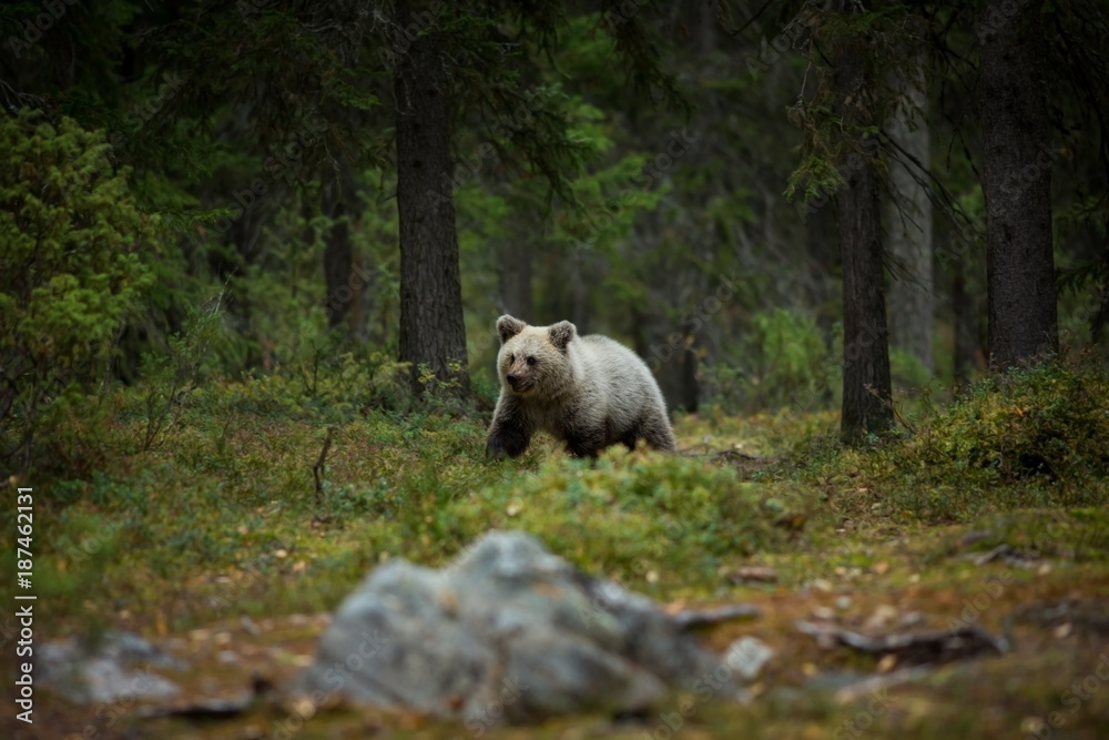 Ursus arctos. The brown bear is the largest predator in Europe. He lives in Europe, Asia and North America. Wildlife of Finland. Photographed in Finland-Karelia. Beautiful picture. From the life of th