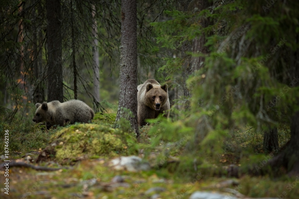 Ursus arctos. The brown bear is the largest predator in Europe. He lives in Europe, Asia and North America. Wildlife of Finland. Photographed in Finland-Karelia. Beautiful picture. From the life of th Ursus arctos. The brown bear is the largest predator in Europe. He lives in Europe, Asia and North America. Wildlife of Finland. Photographed in Finland-Karelia. Beautiful picture. From the life of th
