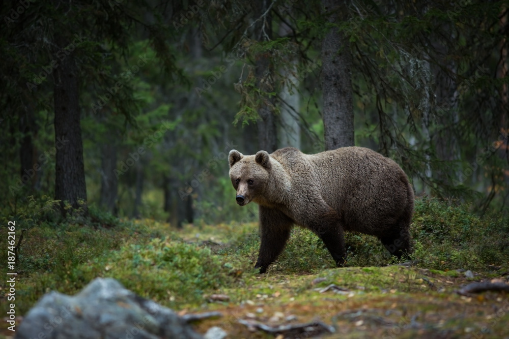 Ursus arctos. The brown bear is the largest predator in Europe. He lives in Europe, Asia and North America. Wildlife of Finland. Photographed in Finland-Karelia. Beautiful picture. From the life of th Ursus arctos. The brown bear is the largest predator in Europe. He lives in Europe, Asia and North America. Wildlife of Finland. Photographed in Finland-Karelia. Beautiful picture. From the life of th