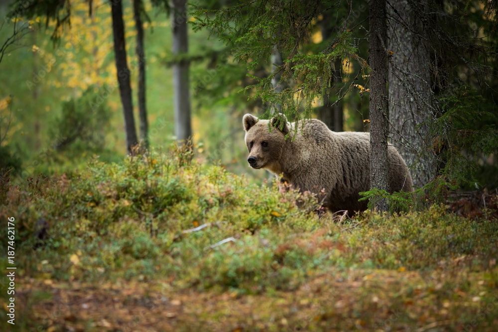 Obraz premium Ursus arctos. The brown bear is the largest predator in Europe. He lives in Europe, Asia and North America. Wildlife of Finland. Photographed in Finland-Karelia. Beautiful picture. From the life of th