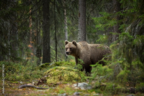 Ursus arctos. The brown bear is the largest predator in Europe. He lives in Europe, Asia and North America. Wildlife of Finland. Photographed in Finland-Karelia. Beautiful picture. From the life of th