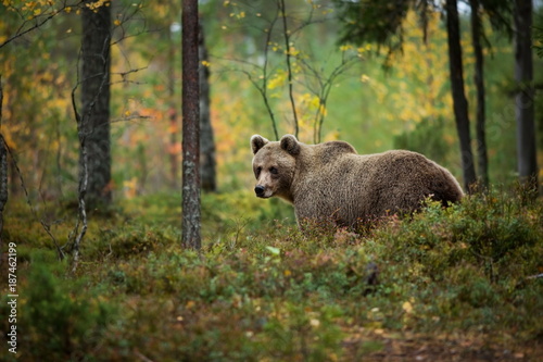 Ursus arctos. The brown bear is the largest predator in Europe. He lives in Europe, Asia and North America. Wildlife of Finland. Photographed in Finland-Karelia. Beautiful picture. From the life of th
