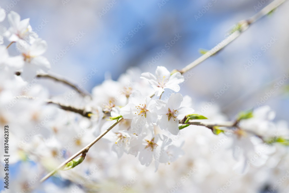 花イメージ 花イメージ