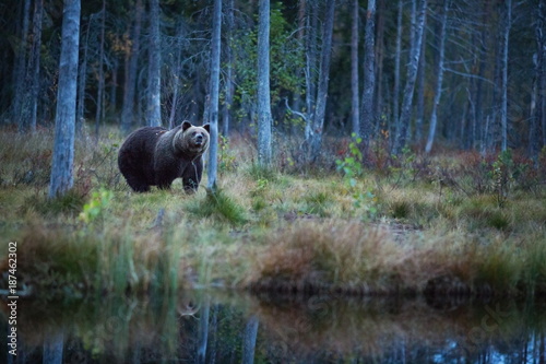 Ursus arctos. The brown bear is the largest predator in Europe. He lives in Europe  Asia and North America. Wildlife of Finland. Photographed in Finland-Karelia. Beautiful picture. From the life of th