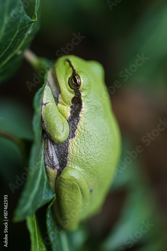 Treefrog on poison ivy