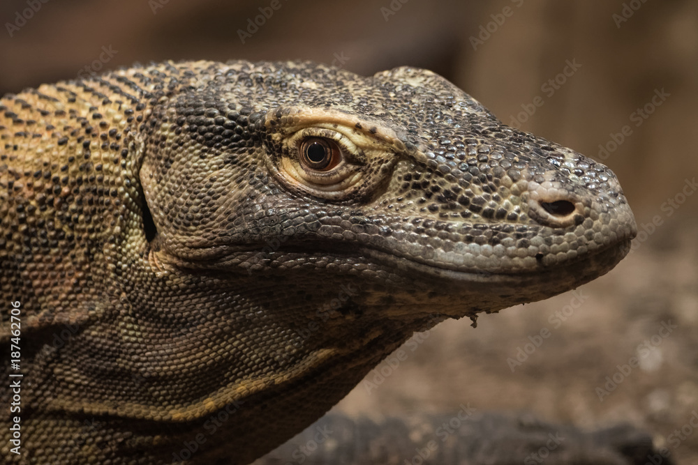 Portrait of a Komodo dragon Portrait of a Komodo dragon