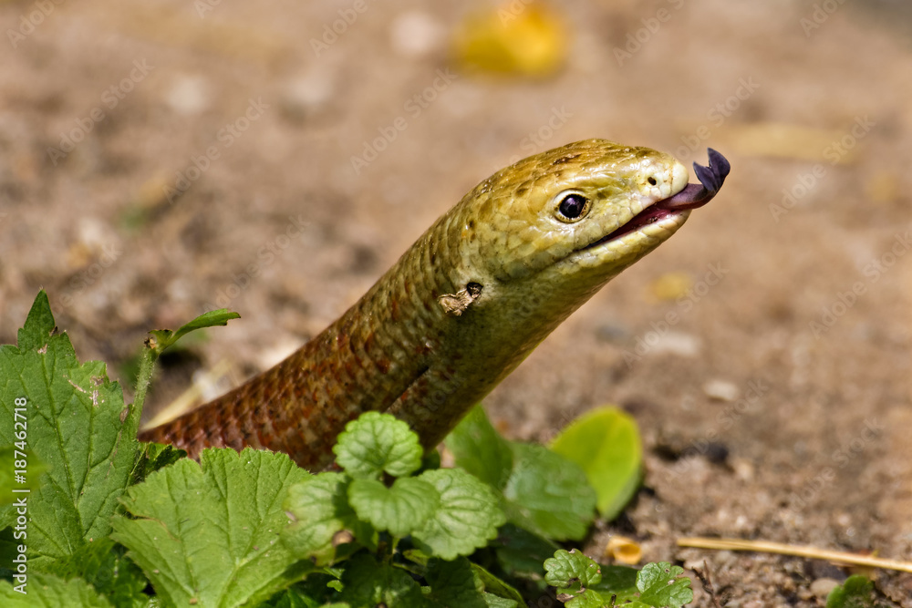 Scheltopusik flicking its tongue Scheltopusik flicking its tongue