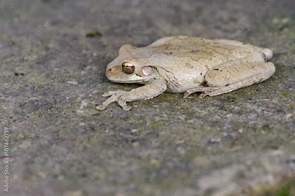 Tree frog Tree frog