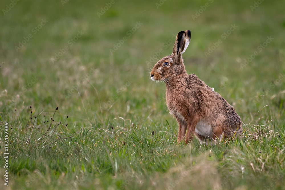 Fototapeta premium European hare in a field