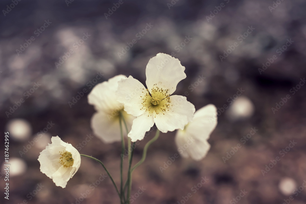 Natural wild poppy on the background of nature. Natural wild poppy on the background of nature.