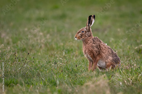 European hare in a field © Thorsten Spoerlein