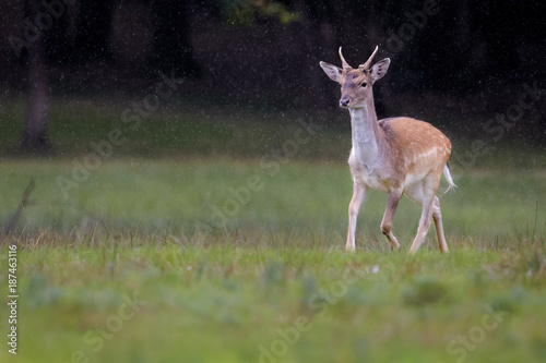 Fallow deer in a forest