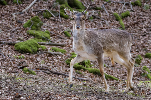 Fallow deer in a forest