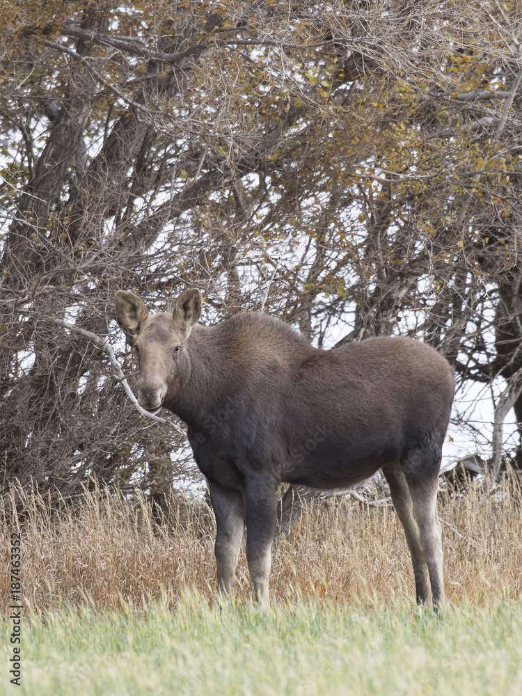 A young moose in a North Dakoa field