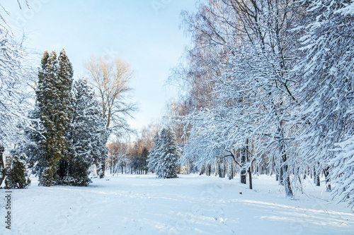 First snow in the city park with trees under fresh snow at sunrise. Sunny day in the winter city park. © Victoria Kondysenko