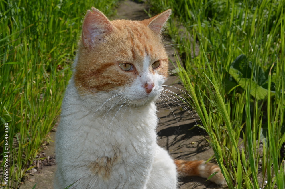 Red cat in the green grass.