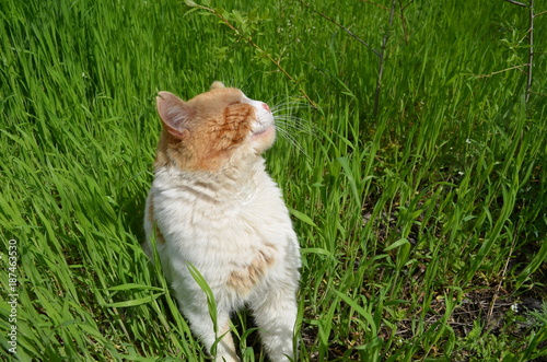 Red cat in the green grass. © Svetlana