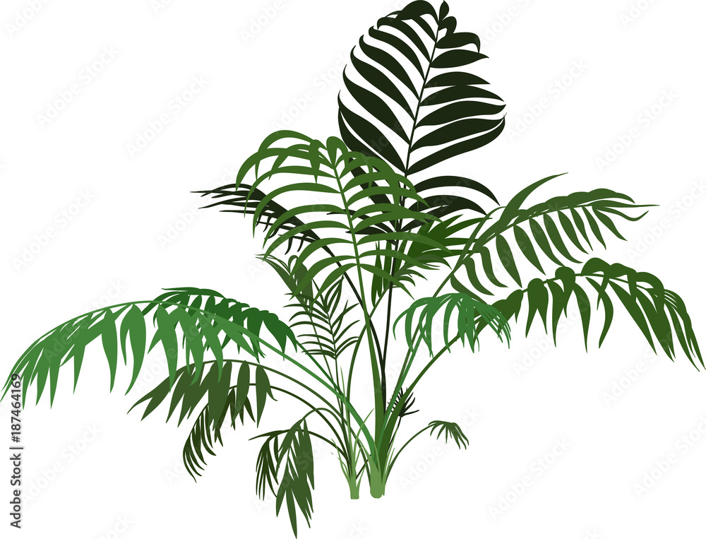 Branches Exotic palm bush isolated on white background