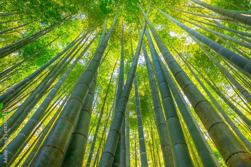 Green bamboo background. From the bottom to the top view of grove of bamboo garden. Take-dera  Temple or Hokoku-ji Temple in Kamakura, Japan. Meditative and buddhism concept. - obrazy, fototapety, plakaty 