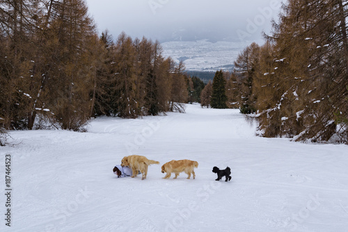 Three dogs (two golden retrievers and a small black dog) help a girl fall in the snow. The dogs are in single file in mountains