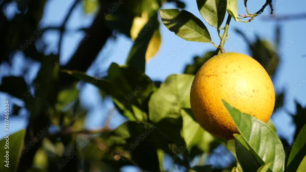 Florida Orange Hanging