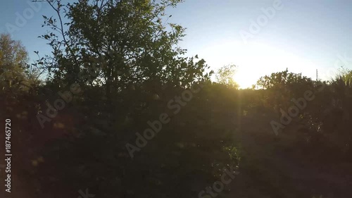 Orange Trees in a Grove