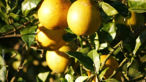 Oranges on Tree Close Up