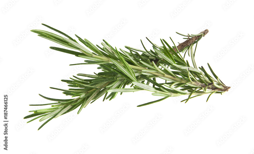 green sprig of rosemary isolated on white background