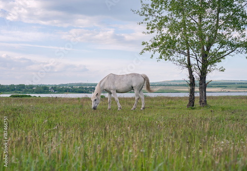 A white horse grazes on the shore of the lake.