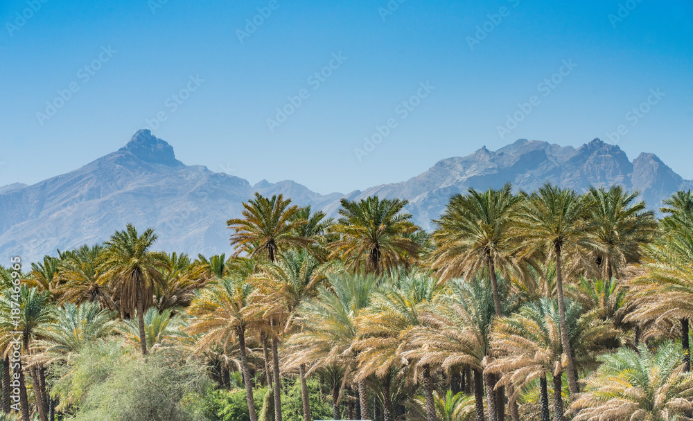 Oasis, on the road to Nizwa, Oman Oasis, on the road to Nizwa, Oman
