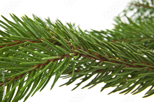 branch of Christmas tree isolated on white background