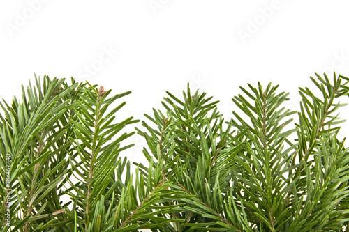 branch of a Christmas tree isolated on white background