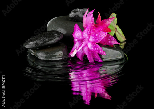 flower color pink stones on a black background