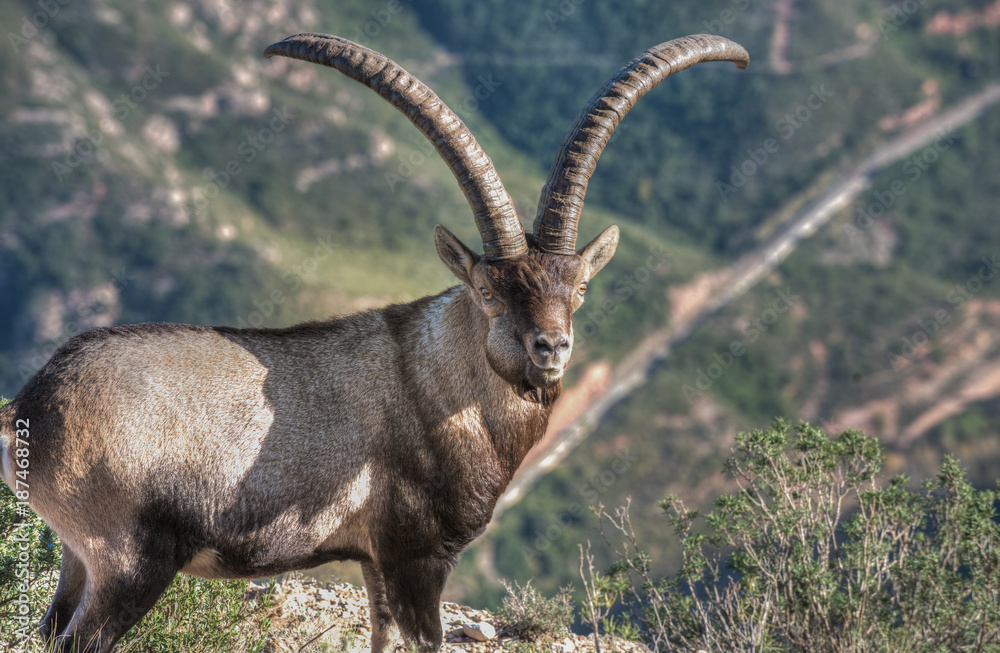 A wild male Iberian ibex - Montserrat - Catalonia