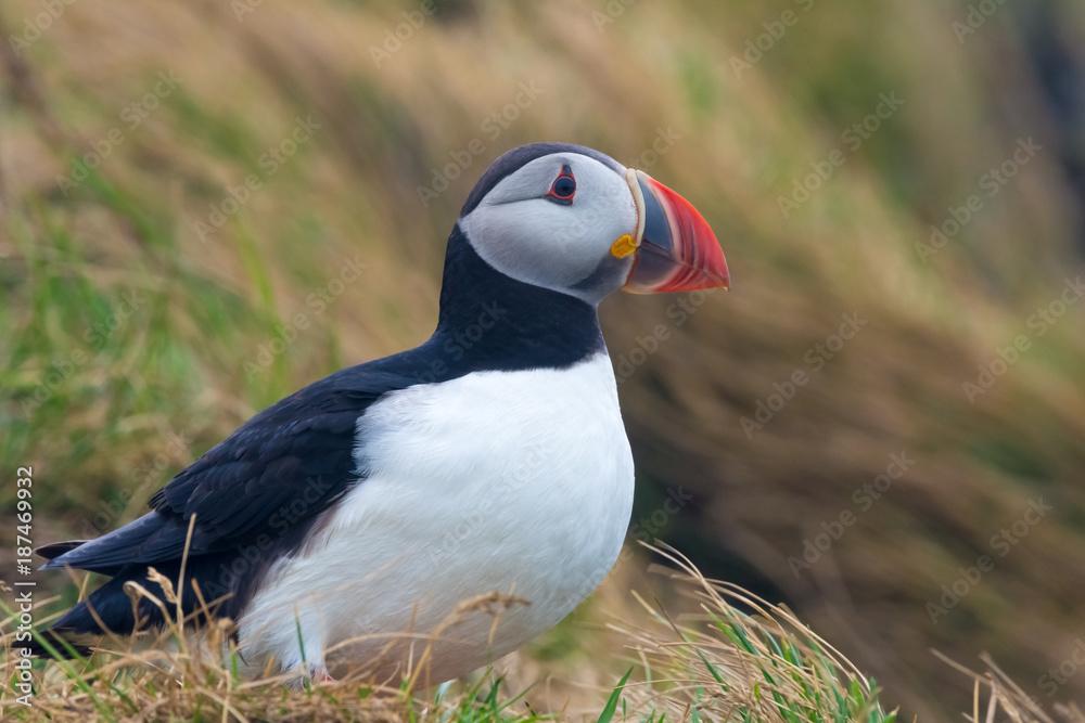 Puffin, Dyrholaey, Southern Iceland Puffin, Dyrholaey, Southern Iceland