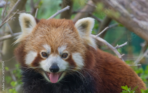Pantining red panda
