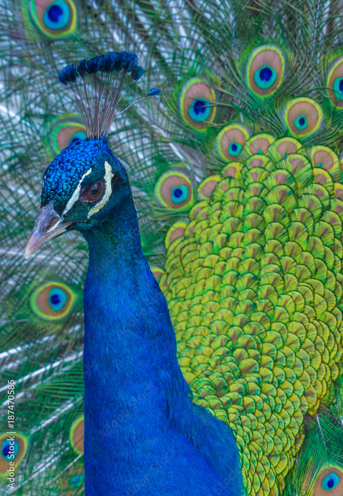 Obraz premium Pracock close-up