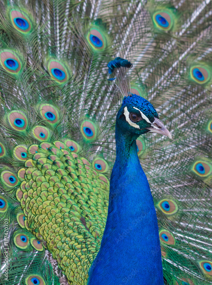 Obraz premium Peacock closeup