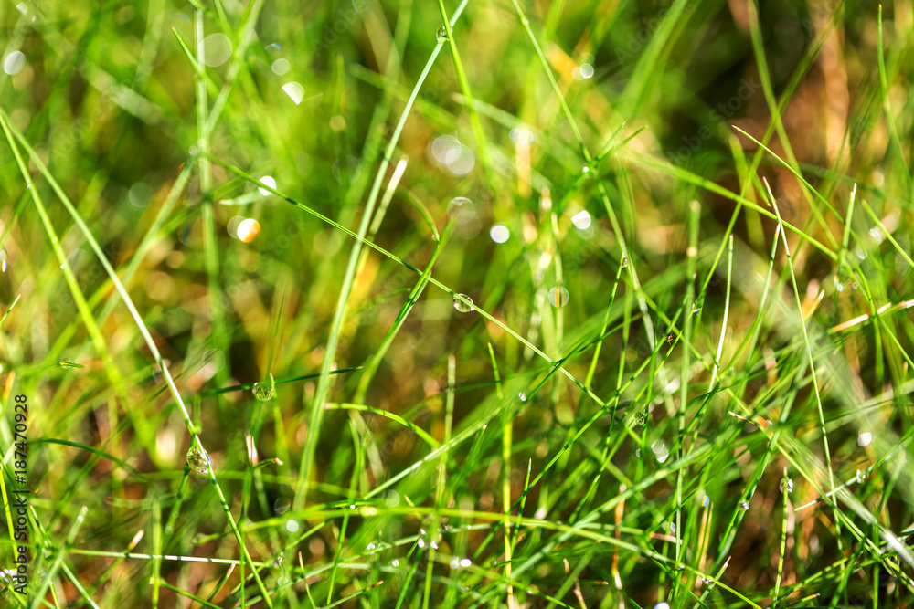 Dew drops on bright green grass. Wet grass after rain nature background. Selective focus