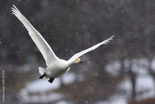 Quadro su tela Whooper Swan (Cygnus cygnus) / オオハクチョウ