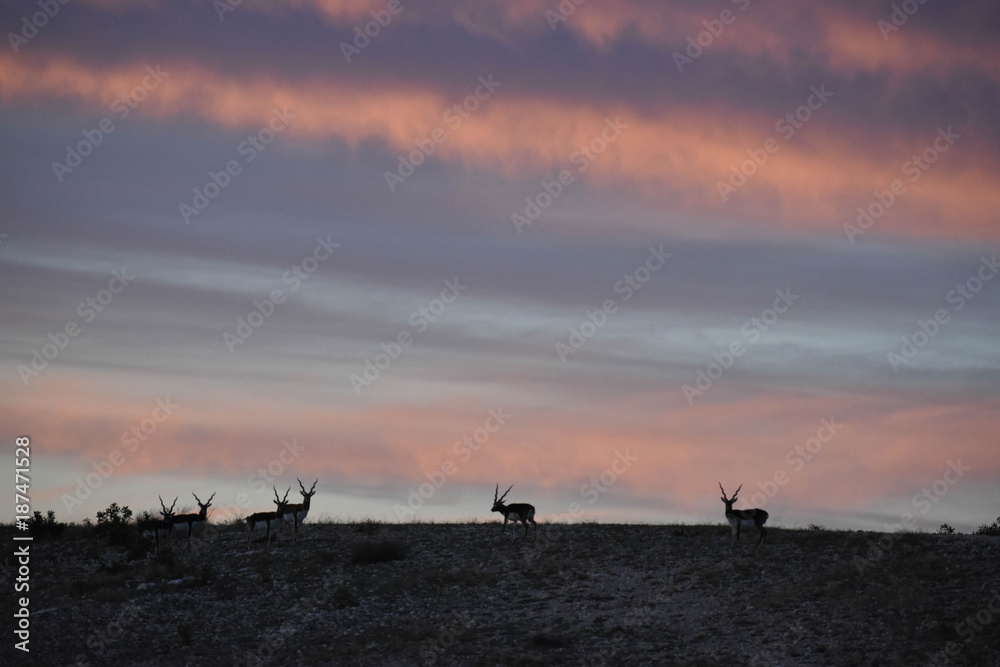 Black Buck Antelopes in the wild at sunset Black Buck Antelopes in the wild at sunset