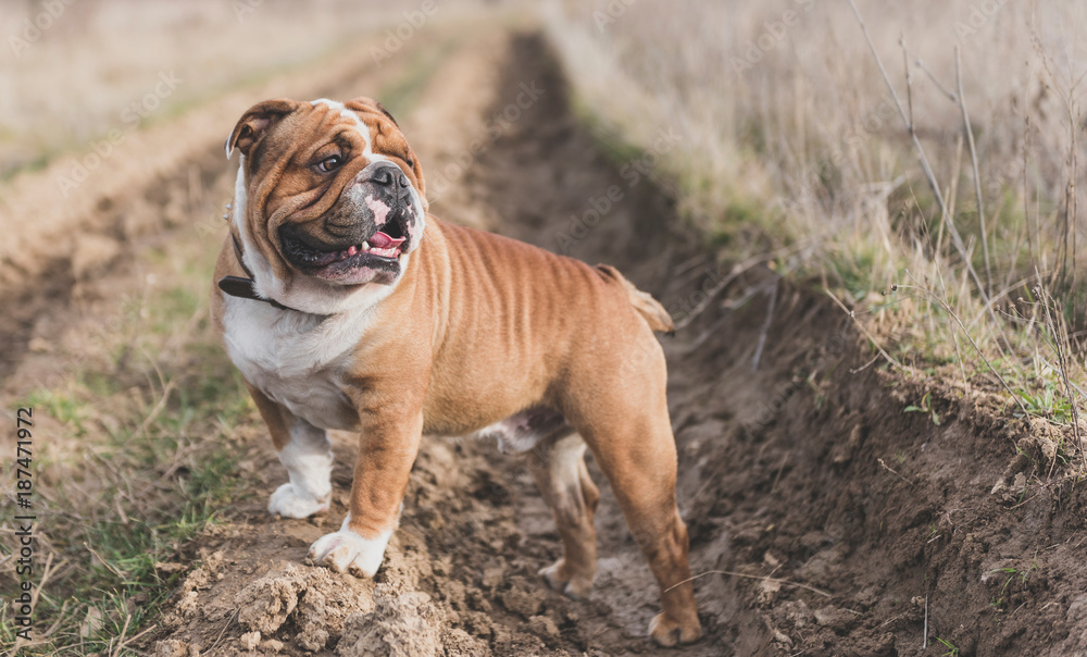 English bulldog posing on the field,selective focus