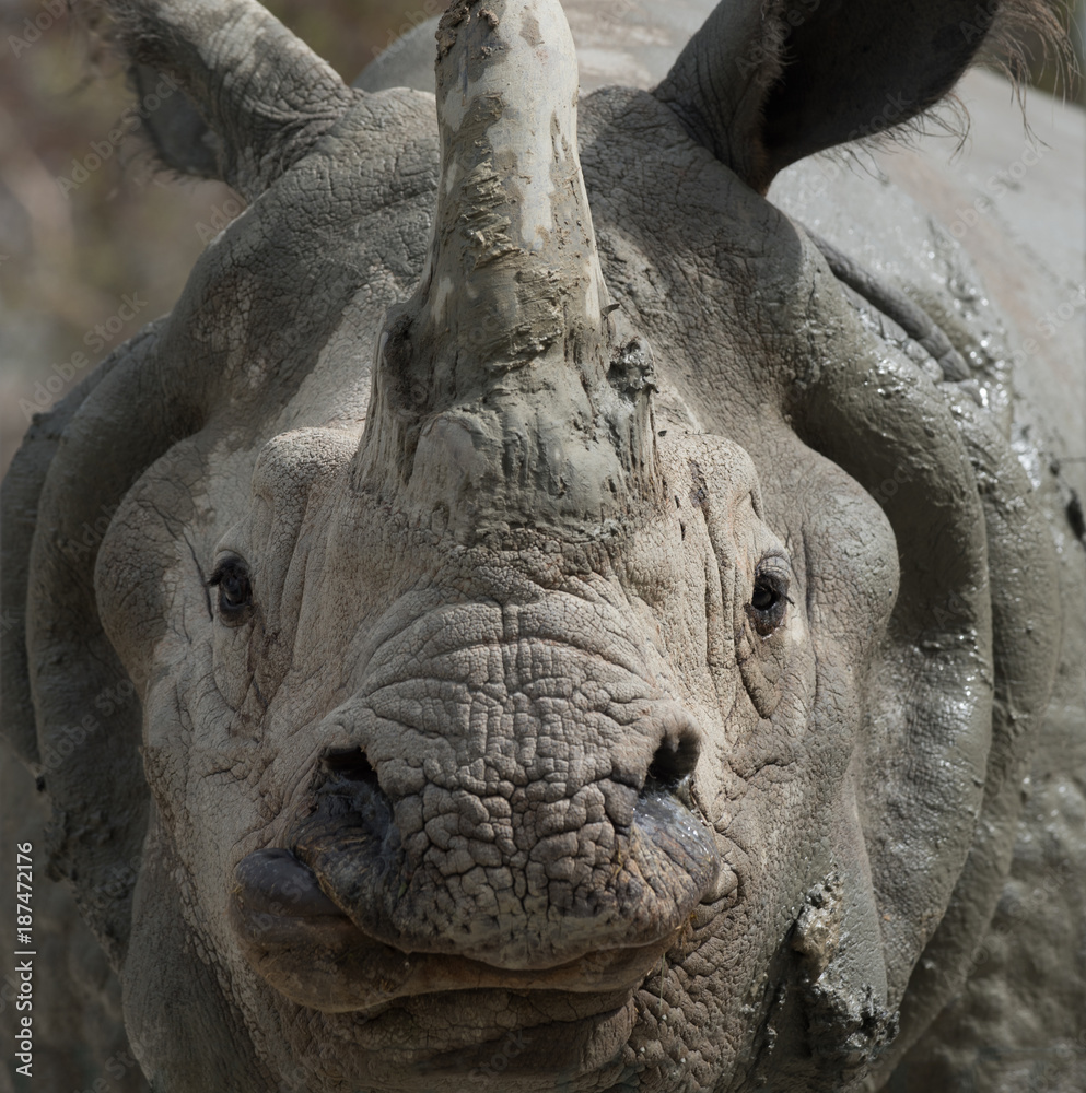 Fototapeta premium White Rhino close-up
