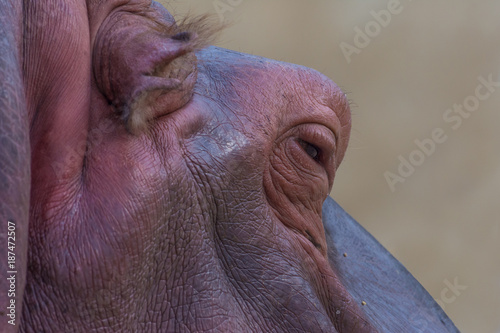 Hippo closeup photo