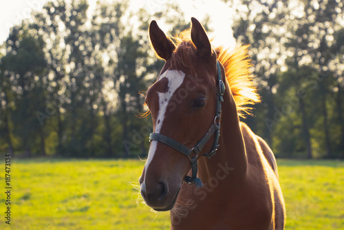 Portrait of foal on pasture. Horse head in backlight