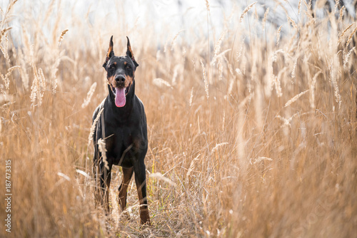 Tablou pe pânză Beautiful Female of Doberman pinscher in the big golden grass,selective focus