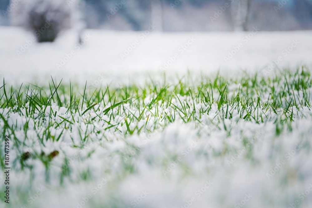 Naklejka premium Filtered moody green grass growing through snow on golf course in winter with bush in background, low angle view, copy space, Hello spring, Goodbye winter concept